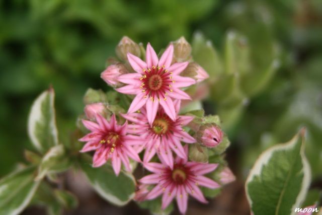 Sempervivum arachnoideum